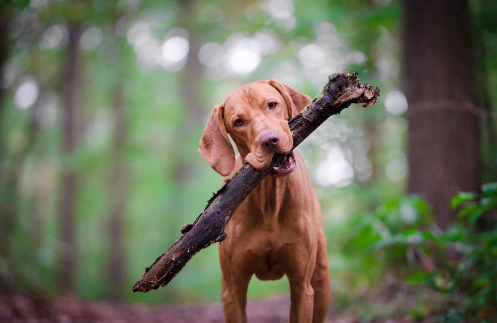 magyar vizsla